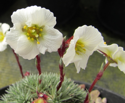 Saxifraga 'Gloria'